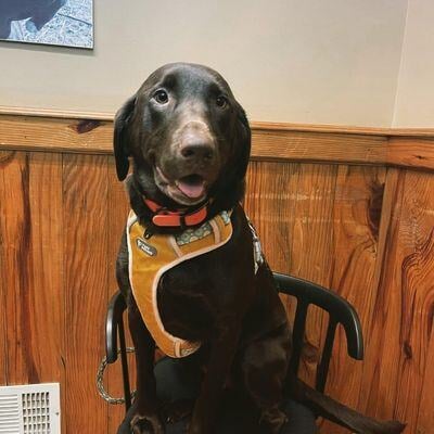 dog