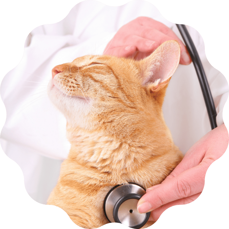 microchip-banner