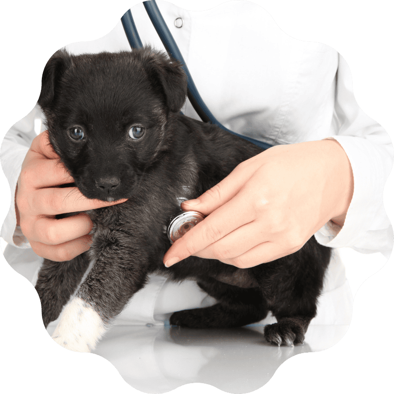 orthopedic-banner