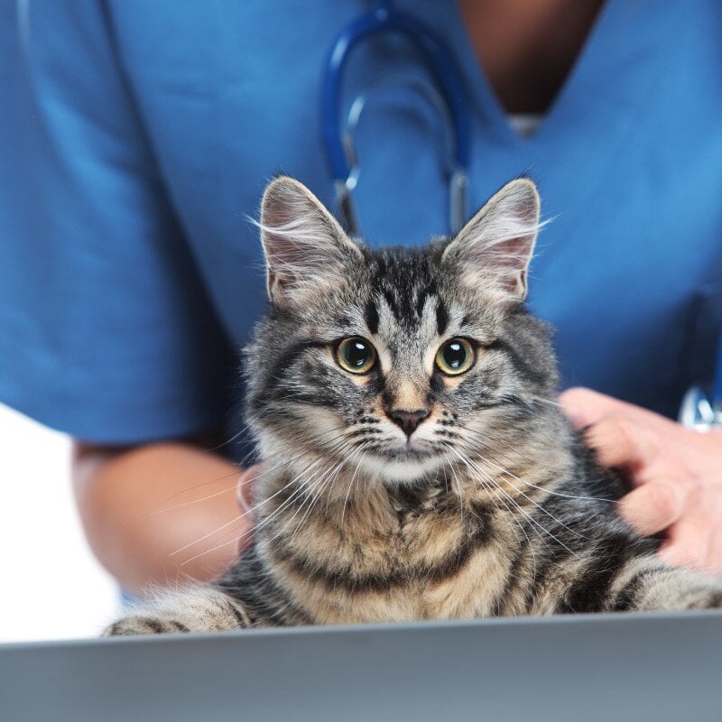 pet-dental-1