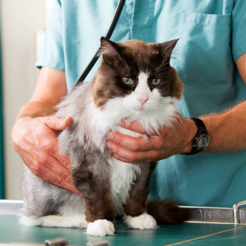 pet-dermatology
