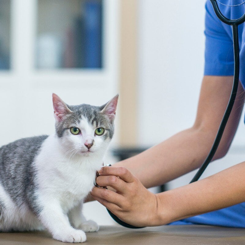 pet-emergency-services