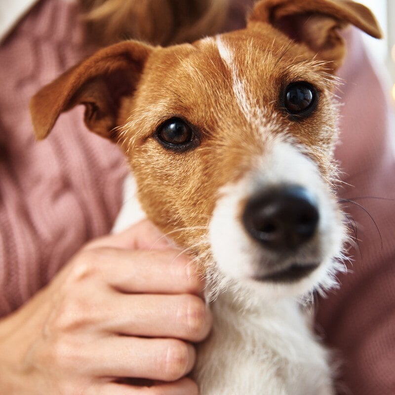 pet-euthanasia