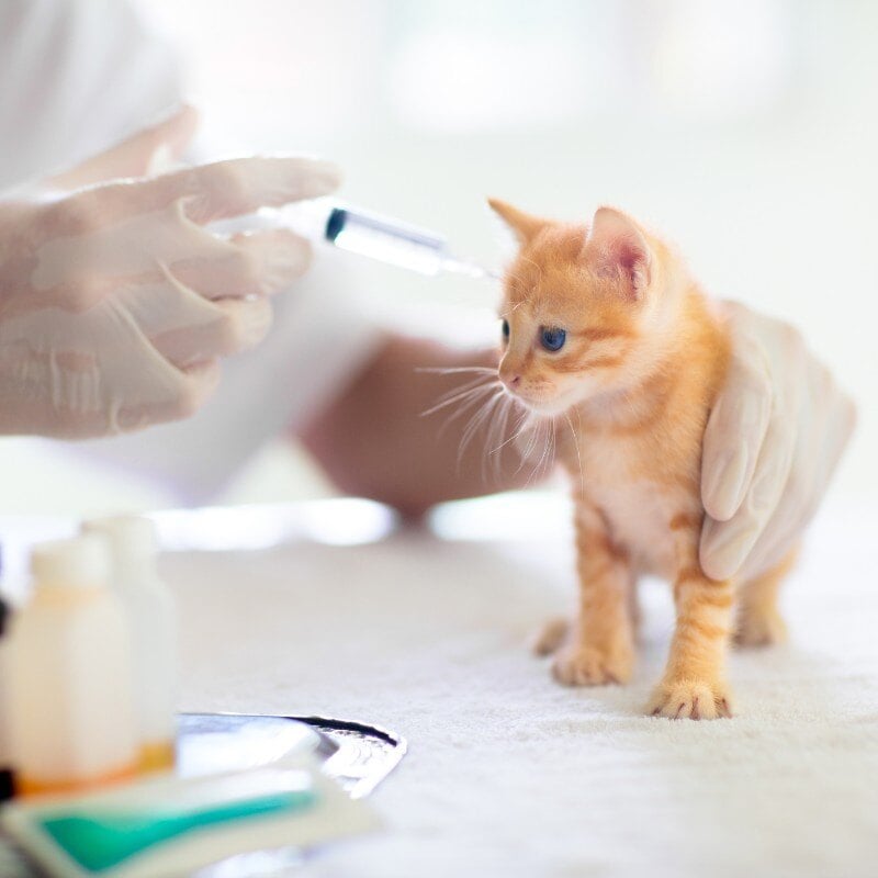 pet-flea-tick
