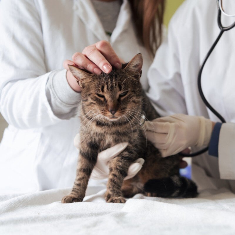 pet-geriatric-care