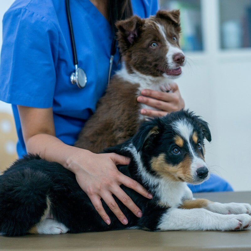 pet-laser-therapy
