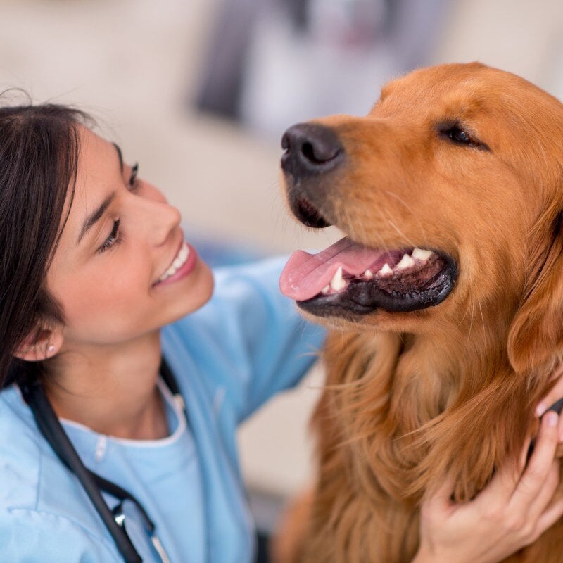 pet-nutritional-counseling