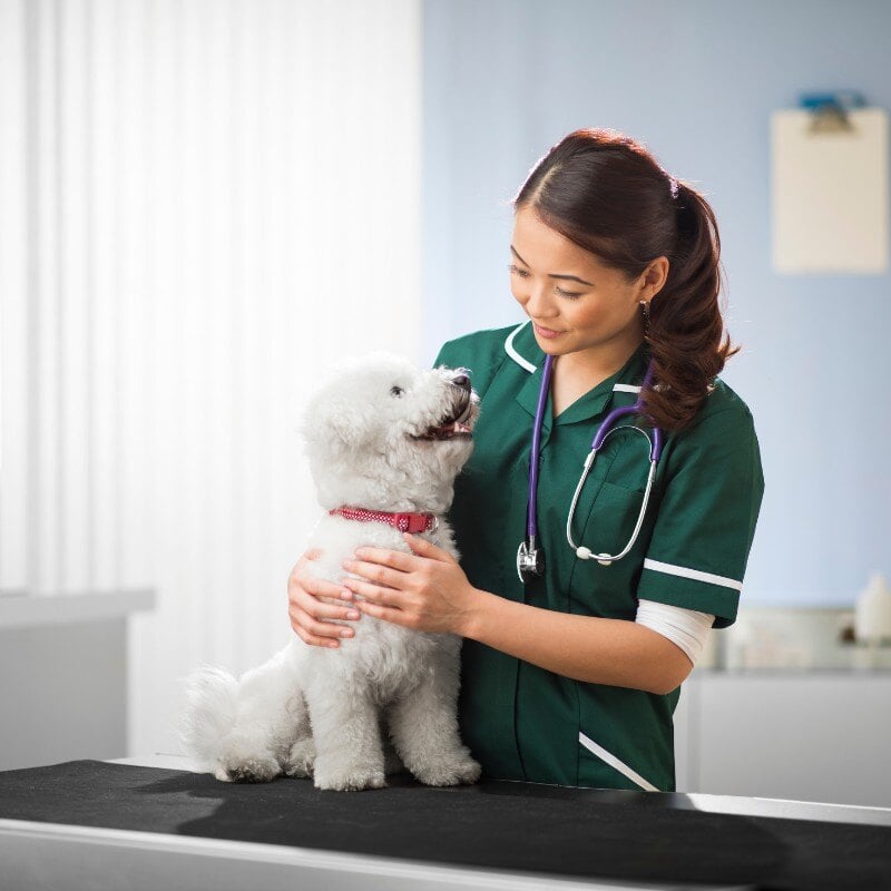 pet-orthopedics