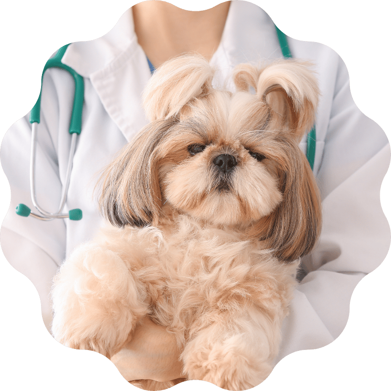 pet-surgery-banner