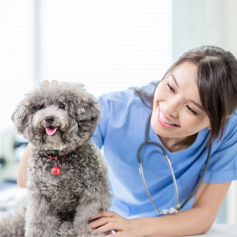 pet-surgery