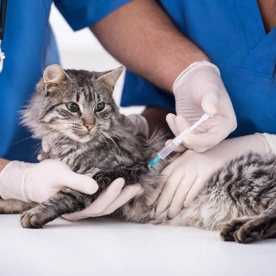 petvaccinations