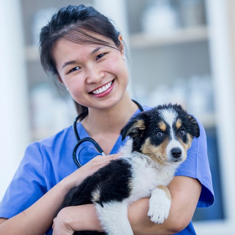 puppy-kitten-wellness-1