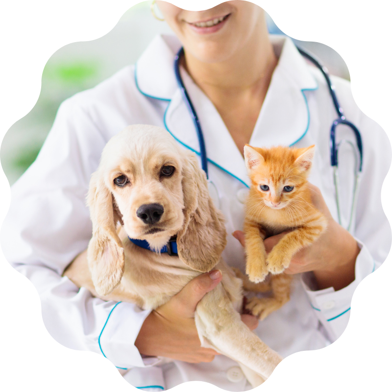 puppy-kitten-wellness-banner