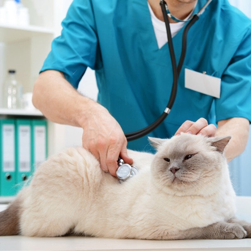 spay-and-neuter