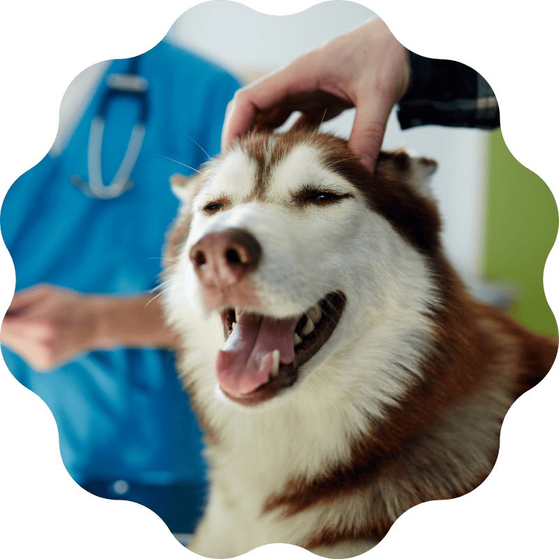 surgery-banner