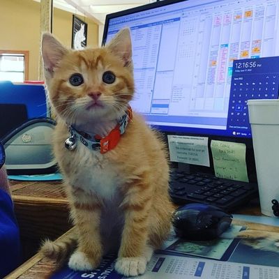 Cute kitten sitting on desk in front of computer