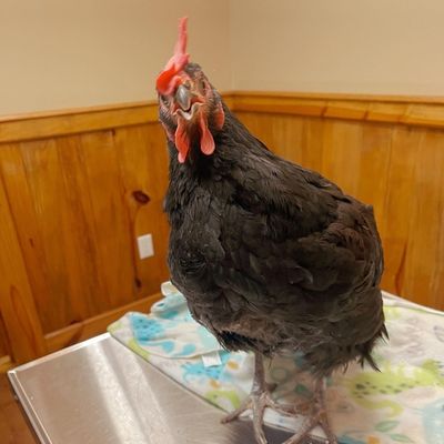 chicken pet at the vet