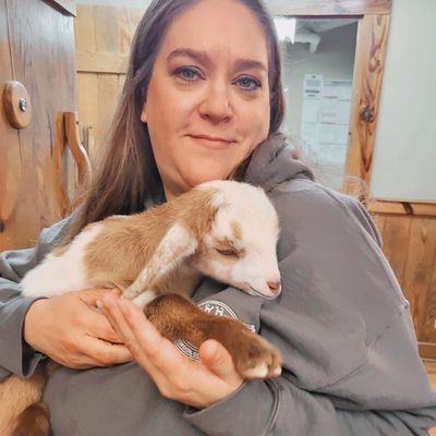 Vet holding baby goat