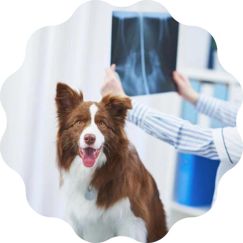 dog digital radiology