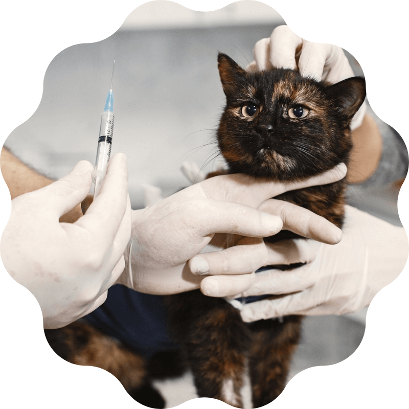 holding an injection to giving a cat